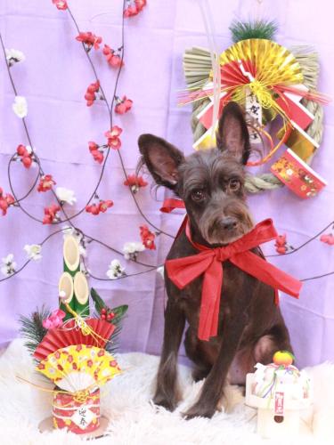 20230123コットンくん